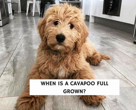 When is a Cavapoo Full Grown? Cute Full Grown Dogs, Apricot Cavapoo Full Grown, Cavapoo Size Chart, Cavadoodle Full Grown, Toy Cavoodle Full Grown, Blonde Cavapoo, Full Grown Cavapoo, Mini Cavapoo Full Grown, Red Cavapoo Full Grown