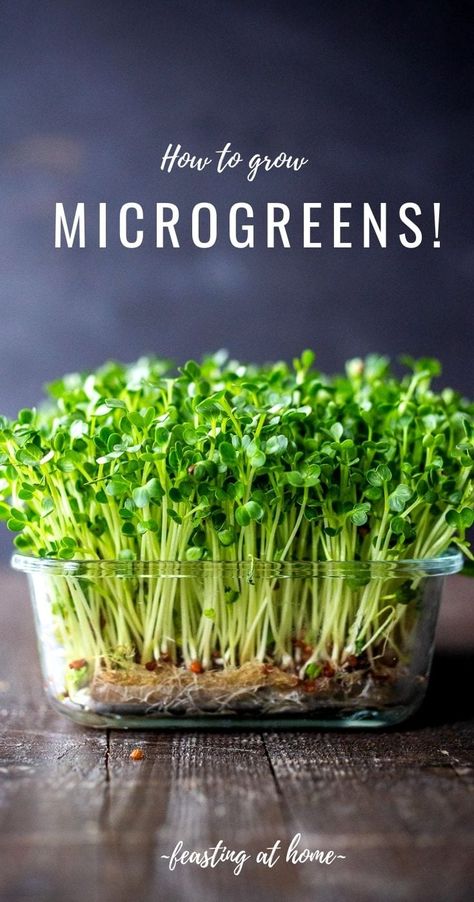 How to Grow Microgreens How To Grow Microgreens, Microgreens Garden, Grow Microgreens, Growing Sprouts, Broccoli Seeds, Growing Microgreens, Hydroponic Gardening, Growing Indoors, Growing Food