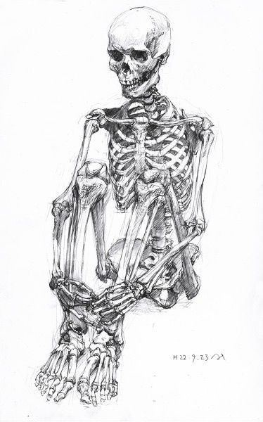 Skeleton Sitting Awake My Soul, Skeleton Drawings, Mumford And Sons, Human Skeleton, Mumford & Sons, Bone Art, Anatomy For Artists, Skeleton Art, Anatomy Drawing