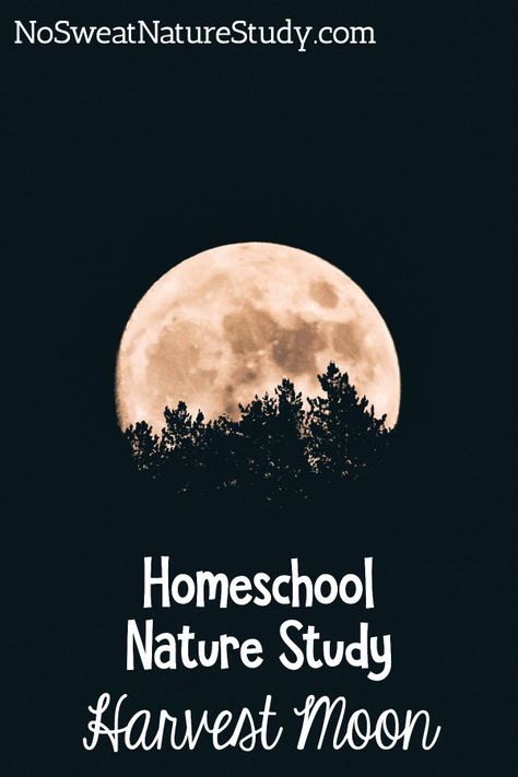 Homeschool Nature Study: The Harvest Moon Harvest Moon Homeschool, Harvest Moon Craft, Harvest Moon Activities, Harvest Moon Crafts For Kids, Harvest Moon Activities For Kids, Fall Equinox Activities For Kids, Harvest Moon Art, Preschool Harvest, Moon Lessons