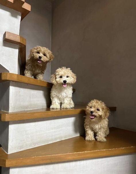 Apricot Maltipoo, Cute Dogs Funny, Cockapoo Puppies For Sale, Maltipoo Dog, Cute Fluffy Dogs, Doodle Puppies, Cute Small Dogs, Cockapoo Puppies, Maltipoo Puppy