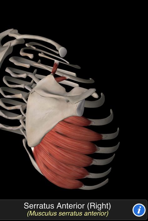 Musculus Serratus Anterior Skeletal Muscle Anatomy, Human Body Muscles, Serratus Anterior, Human Body Anatomy, Muscle Anatomy, Anatomy Sketches, Skeletal Muscle, Anatomy For Artists, Body Anatomy