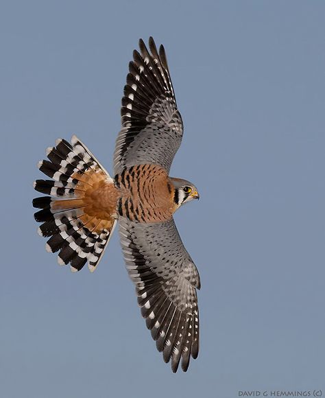 Raptors Bird, American Kestrel, Kinds Of Birds, Kestrel, All Birds, Exotic Birds, Bird Pictures, Pretty Birds, Bird Photo