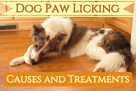 If your dog is constantly licking his feet, there may be an underlying health issue. Learn the causes and treatments to help give your pup relief and prevent him from licking his paws raw. Dog Chewing Paws, Why Do Dogs Lick, Dog Paw Care, Dog Tear Stains, Dogs Ears Infection, Paw Care, Doggie Treats, Puppy Biting, Treat Recipes