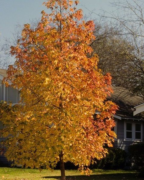 fast-growing shade trees for small yards Trees For Small Yards, Green Ash Tree, Fast Growing Shade Trees, Silver Maple Tree, Pink Flowering Trees, Lawn Alternatives, River Birch, Small Yards, Ash Tree