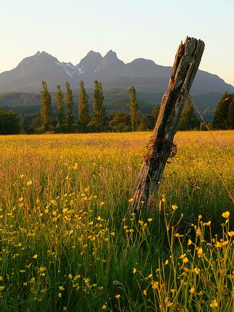 Fence post in buttercup field, Maple Ridge, BC I just love this shot. The field is very representative of Maple Ridge, which is a community with a strong farming heritage. The Golden Ears Mountains, in the background, are visible from much of our area, and you can see other photos that I have taken which are on my Flickr account with the same mountains in the skyline. Maple Hills Aesthetic, Minnesota Wildflowers, Canadian Goldenrod, Canada Goldenrod, Wild Flowers Mountain, Maple Ridge, Wild Flower Meadow, Field Of Dreams, Neighborhood Guide