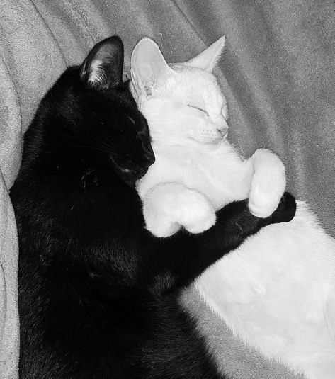 Black And White Cat Hugging, White And Black Cat Aesthetic, Black Cat And White Cat Together, Black And White Cat Aesthetic, Black Cat And White Cat, Two Black Cats, Jungle Aesthetic, Vintage Retro Aesthetic, Aesthetic Artsy