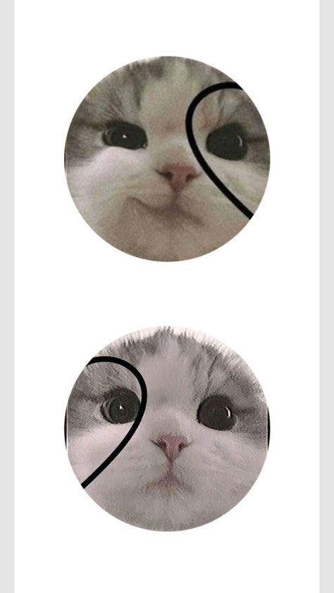 Matching Dp, Bff Pfp Matching Aesthetic, Matching Stuff, Best Friend Match, Batu Caves, Cat Couple, Boy Cat, Cute Cats Photos, Pfp Ideas