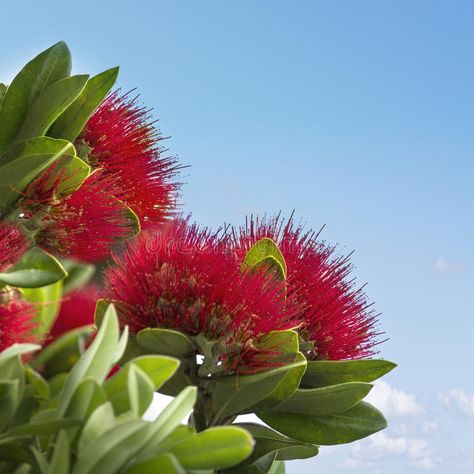 Pohutukawa, the New Zealand Christmas Tree. On the blue sky background , #SPONSORED, #Christmas, #Zealand, #Pohutukawa, #Tree, #background #ad Pohutukawa Tree, Kiwi Christmas, New Zealand Christmas, Tree Background, Happy Birthday Jesus, Blue Sky Background, The Blue Sky, Sky Background, Preschool Christmas