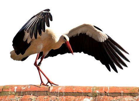 Stork Flying, Stork Bird, Bird Flying, Mountain Nature, Flamingo Bird, Shorebirds, Sea Birds, Birds Flying, Free Photo