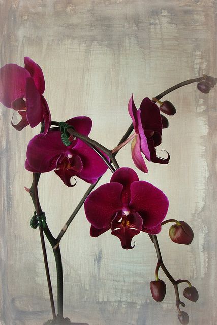 Dark Purple Orchids, Red Orchid, Dark Orchid, Red Orchids, Exotic Orchids, Orchid Purple, Wild Orchid, Patiently Waiting, Orchid Care