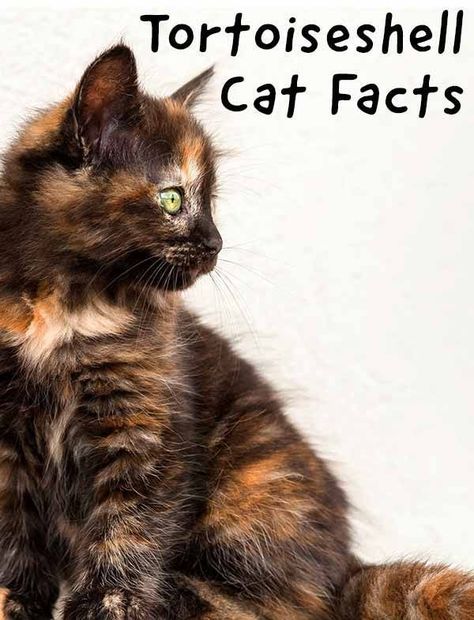 Tortie Cats, Torti Cat, Tortie Cat, Tortoishell Cats, Tortoiseshell Cat, Tortoiseshell Cats, Cat Tortoiseshell, Tortoiseshell Cat Names, Tortie Kitten