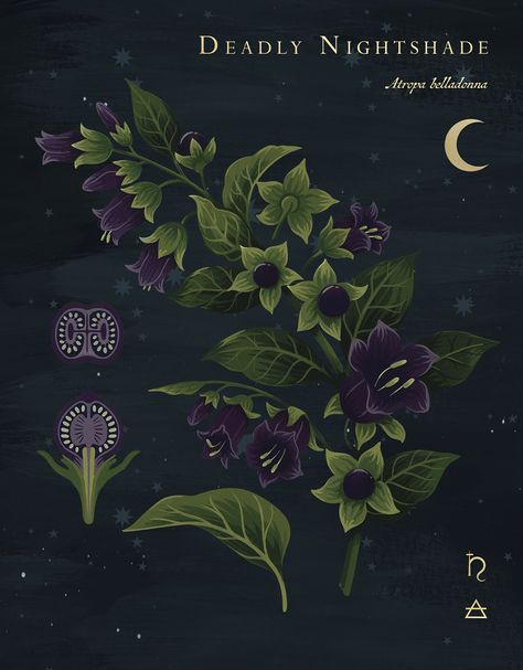 Belladonna Aesthetic, Belladonna Tattoo, Hexes And Curses, Spooky Plant, Planet Astrology, Nightshade Flower, Plant Portrait, Element Of Air, Deadly Plants