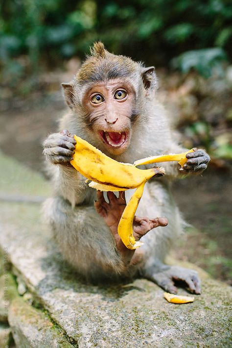 Monkey and banana in the Ubud Monkey Forest, Bali. Cameron Zegers for Stocksy United. Monkey Pics, Monkey And Banana, Monkey Forest, Animal Fun, Pet Monkey, A Monkey, Monkey Business, Cute Monkey, Animal Pics