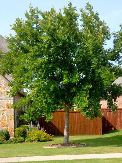 Best shade trees for north Texas. Best Backyard Trees, Best Shade Trees, Texas Trees, Fast Growing Shade Trees, Trees For Front Yard, Backyard Trees, Backyard Garden Layout, Backyard Shade, Garden Ideas Cheap