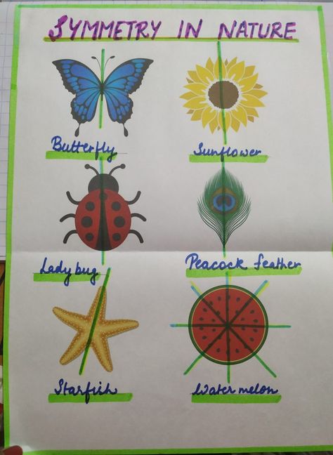 Chart to explain line of symmetry with the help of nature. Lines Of Symmetry In 2d Shapes, Symmetry Project, Maths Chart, Symmetry In Nature, Line Of Symmetry, Boarders Designs, Lines Of Symmetry, Maths In Nature, Symmetry Activities