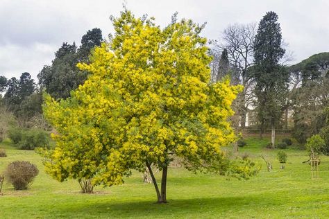 Acacia dealbata (Silver Wattle) Acacia Dealbata, Yellow Mimosa, Golden Garden, Mediterranean Garden, Ornamental Trees, How To Attract Birds, Native Garden, Buy Plants, Plant Combinations