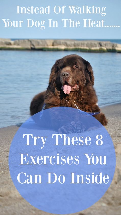 8 Ways To Exercise Your Dogs Without Taking Them For A Walk - mybrownnewfies.com Indoor Dog Exercise, Dog Entertainment, Hypoallergenic Dog Food, Dog Training Equipment, House Training Puppies, Dog Training Advice, Pet Advice, Dog Exercise, Indoor Dog