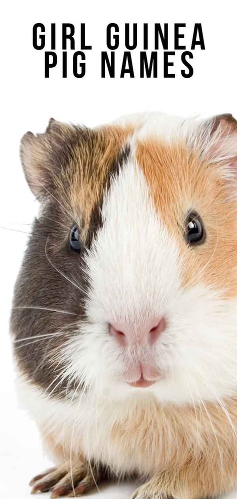 Guinea Pig Names Girl, Guinea Pig Names, Pig Names, Female Guinea Pigs, Guinea Pig Information, Peruvian Guinea Pig, Diy Guinea Pig Cage, Guinea Pig Diy, Pig Gif