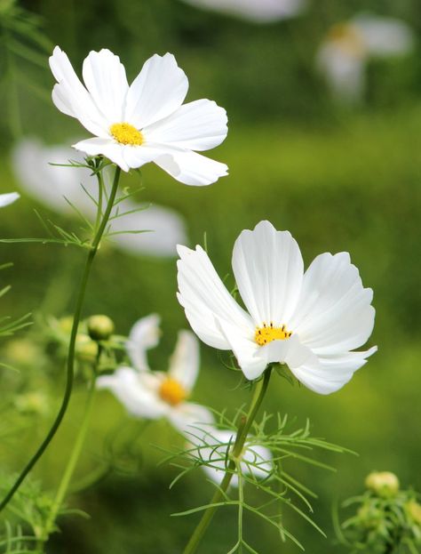 Sulfur Cosmos, Ink Flourishes, Flower Cosmos, Cosmos Bipinnatus, Pictures Flowers, White Cosmo, Cosmos Flowers, Flowers Wallpaper, Fall Plants