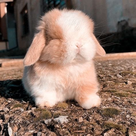 Holland Lop Bunnies Colors, Holland Lop Bunnies Aesthetic, Lop Bunny Aesthetic, Cute Holland Lop Bunnies, Cute Bunny Aesthetic, Bunny Holland Lop, Mini Lop Bunny, Bunny Colors, American Fuzzy Lop