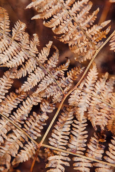 Dry Fern Leaves In The Woods In Winter. | Stocksy United Dried Fern Leaves, Rebranding Ideas, Flora Background, Dried Fern, Dried Foliage, Monochrome Wedding, Calm Aesthetic, Individual Flowers, Dry Leaves