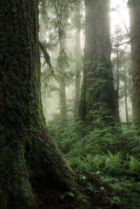 Redwood Tree, West Vancouver, Redwood Forest, Cedar Trees, Old Trees, National Photography, Vancouver British Columbia, Perfect Weather, Western Red Cedar