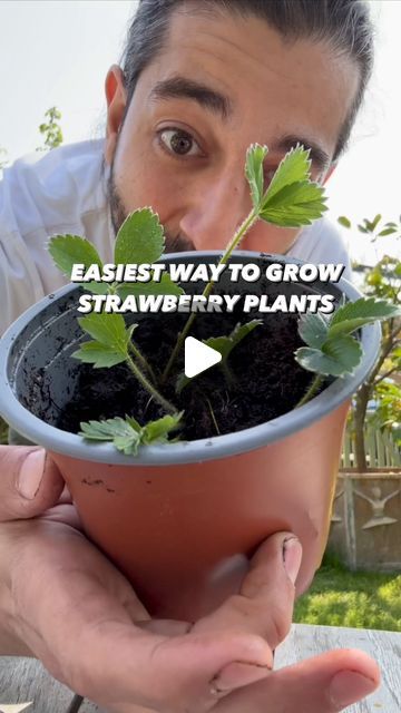 Armen Adamjan on Instagram: "I get amazed every time I do this with a strawberry slice.. 😲🍓 Great weekend project to do with your kids / family.. I bet if we all did this - there would be such an abundance of strawberries, we’d never have to pay for them again!  . . . #strawbery #berry #plants #lifehack #diy #howto #kitchenhacks #recycle #upcycle #hacks #instagood #plantbased #fruit #grow" Smokehouse Ideas, Creative Explained, Growing Ginger, Windowsill Garden, Amazing Food Decoration, Strawberry Garden, Garden Hacks, Strawberry Decorations, Strawberry Slice