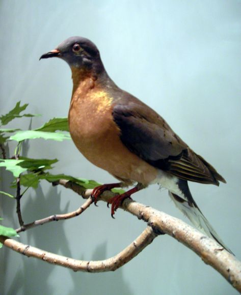 100 Recently Extinct Animals: 10 Recently Extinct Birds Passenger Pigeon Extinct, Passenger Pigeon, Extinct Birds, Pigeon Pictures, 10 Animals, Cincinnati Zoo, Royal Ontario Museum, William Ellis, Habitat Destruction