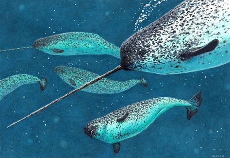 narwhal Narwhal Photo, Narwhal Painting, Narwhal Pictures, Sea Spirit, Winter Arc, Water Creatures, Casual Art, Aquatic Life, Narwhal