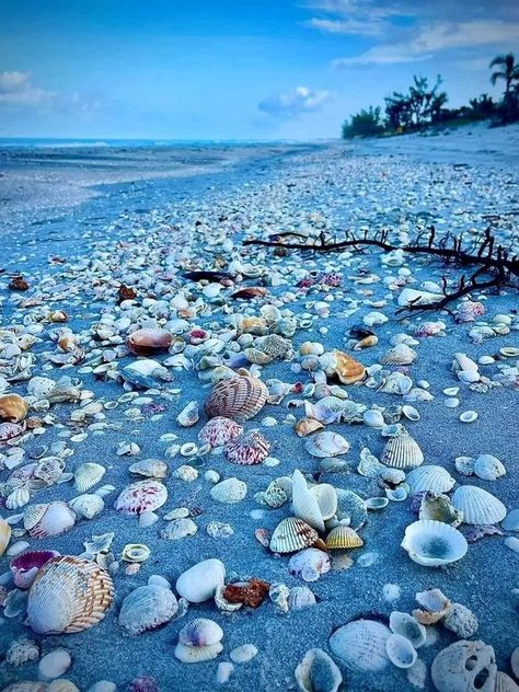 Sanibel Island Florida | Wow amazing sanibel island seashells love this view 💗🐚🏝️ | Facebook Sanibel Island Beaches, Antiques Road Trip, Treasure Island Florida, Captiva Island Florida, Sanibel Island Florida, Captiva Island, Ocean Treasures, Sunset Background, Sanibel Island