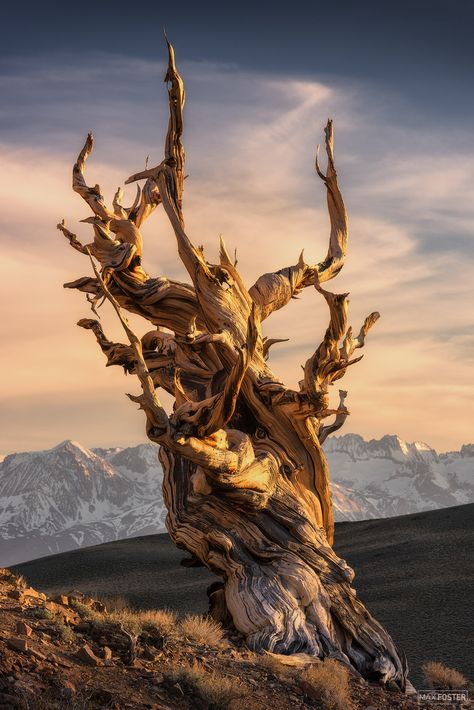 Bristlecone Pine Tattoo, Bristlecone Pine Tree, Natural Beauty Photography, Weird Trees, Bristlecone Pine, Magic Places, Dead Tree, Tree Textures, Old Tree