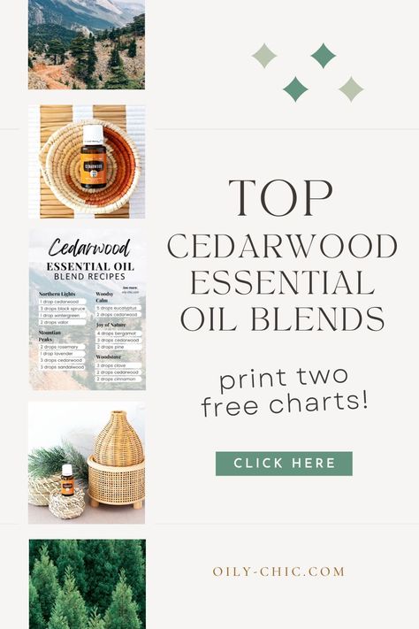 Are you learning how to use essential oils? Start with these essential oil blends for diffuser recipes and more. I know you’ll enjoy the woodsy scent packed into cedarwood essential oil. You love the benefits of being able to calm stress, find your center, and enhance your sleep. Cedarwood Essential Oil Blends, Cedarwood Diffuser Blends, Oil Blends For Diffuser, Essential Oil Blends For Diffuser, Cedar Essential Oil, Diy Massage, Roller Bottle Blends, Cinnamon Essential Oil, Essential Oil Diffuser Recipes