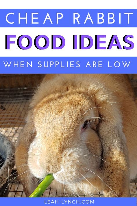 Rabbit Food Ideas, Rabbit Food Storage Ideas, Rabbit Food List, Backyard Bunnies, Rabbit Tractor, Rabbit Tips, Homemade Rabbit Toys, Rabbit Farming, Diy Rabbit Cage