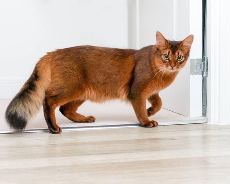 Somali cat looks kinda like a fox Somali Cat, Cat Anatomy, Tonkinese, Söt Katt, Cat Reference, Exotic Cats, Abyssinian Cats, Gorgeous Cats, Cat Pose