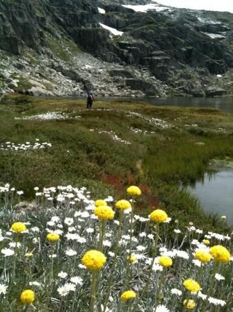 Mount Kosciuszko, Canberra Australia, Hiking Europe, Alpine Plants, Australian Travel, Blue Lake, Snowy Mountains, Travel Images, Canberra