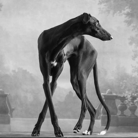 Dog Anatomy, Greyhound Art, Love My Dog, Grey Hound Dog, Italian Greyhound, Hound Dog, Animal Figures, Black Dog, Animal Planet