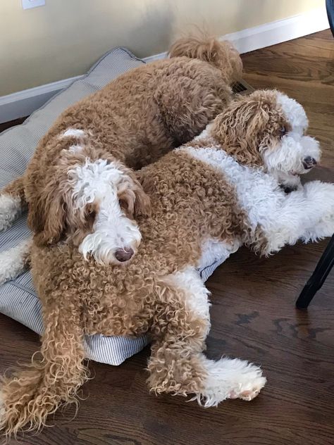 Nothing better than 2 red and white tuxedo BellaDoodles goldendoodles #miltonandgeorge Parti Goldendoodle, White Goldendoodle, Goldendoodle Grooming, Sleepy Dogs, Golden Doodles, Goldendoodle Puppies, Super Cute Puppies, White Tuxedo, Goldendoodle Puppy