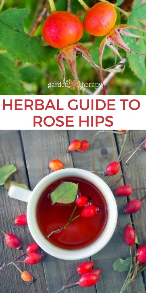 Rose Hips Benefits, Rosehip Recipes, Herbal Guide, Wild Crafting, Medicinal Wild Plants, Gardening Herbs, Rosehip Tea, Wild Food Foraging, Garden Therapy