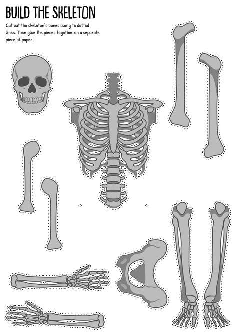 Skeleton Cut Out, Skeleton Worksheet Free Printable, Skeleton Bones Printable, Human Skeleton Worksheet, Skeletal System Printable, Skeleton Worksheet, Skeletal System Project, Skeleton Labeled, Skeletal System Activities