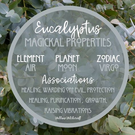 Wormwood Witchcraft, Eucalyptus Magical Properties, Magical Properties Of Eucalyptus, Motherwort Witchcraft, Mugwort Magical Properties, Willow Magical Properties, Nature Signs, Herbal Witch, Kitchen Witch Recipes