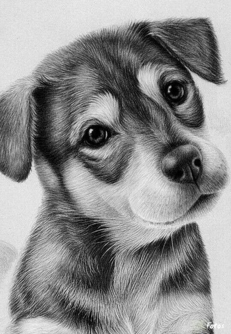 Animals Beautiful Pencil Drawings, Pencil Portrait Drawing, Charcoal Drawings, 강아지 그림, Amazing Drawings, Pencil Art Drawings, Animal Sketches, Arte Animal, Pencil Portrait