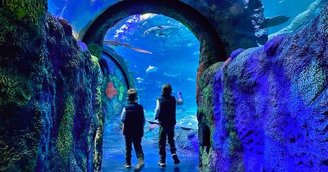 Walk Through An Enchanting Aquarium At Michigan’s First And Only Underwater Ocean Tunnel Underwater Tunnel, Hot Dog Restaurants, Underwater Ocean, Michigan Adventures, Family Beach Trip, Gorgeous Houses, Incredible Creatures, Travel Memories, Water Park