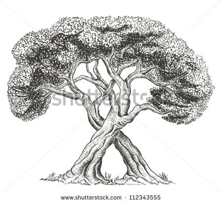 Intertwined Trees Stock Photos, Images, & Pictures | Shutterstock Tree With Roots Drawing, Intertwined Trees, Roots Drawing, Tattoo Care Instructions, Art Outline, Oak Tree Tattoo, Full Tattoo, Realistic Temporary Tattoos, Custom Temporary Tattoos