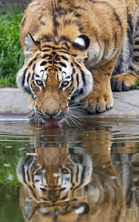 Tiger drinking water | I like the reflection on this shot! | Tambako The Jaguar | Flickr Animal Reflection, Reflection In Water, Water Tiger, Water Reflection, Tiger Reflection, Tiger Drinking Water Drawing, Tiger Reference Photo, Water Reflection Photography, Tigers In Water