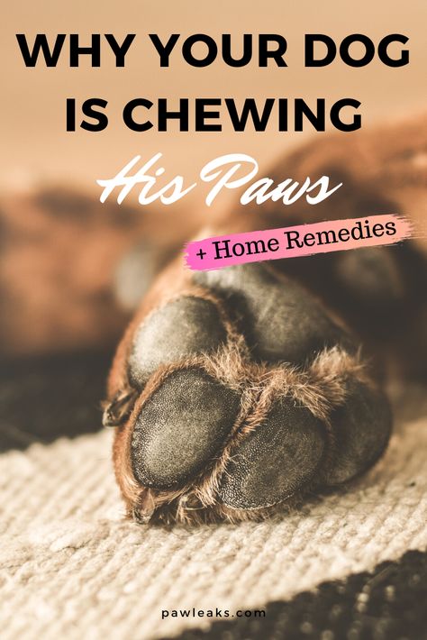 Dog Chewing On Paws, Why Does My Dog Chew His Paws, Dog Licks Paws Remedy, Dog Biting Paws, Dog Chewing Paws, Dog Paw Care, Flea Remedies, Paw Care, Dog Remedies