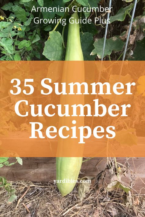 Pickled Armenian Cucumbers, Armenian Cucumbers Recipes, Armenian Cucumber Recipes, Cucumber Recipes Easy, Armenian Cucumber, Cucumber Growing, Zucchini Growing, Shopska Salad, Recipes Salads