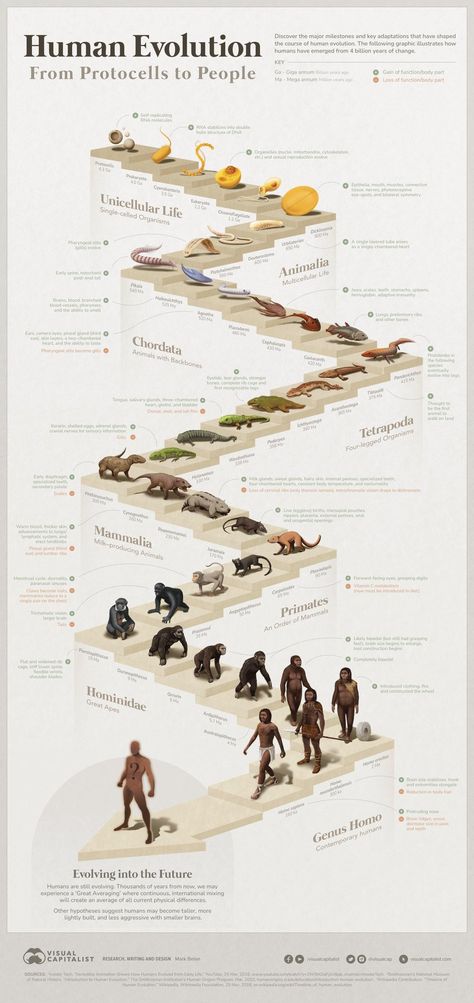 Language Evolution, Evolution Art, Brain Size, History Of Earth, University Of Birmingham, Human Evolution, Diagram Design, Life Form, Science Facts