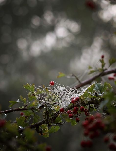 Terrasse Design, Charlotte's Web, Season Of The Witch, In This House, Witch Aesthetic, Autumn Aesthetic, Nature Aesthetic, Enchanted Forest, Spider Web