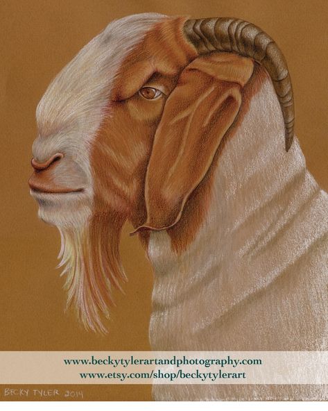 Goat Drawing, Watercolor Farm, Colored Pencil Drawings, Pencil Watercolor, Goat Art, Boer Goats, Shop Sign Design, Book Images, Color Pencil Drawing